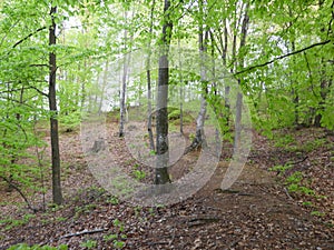 Green forest with thin tree trunks on a bright fay