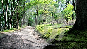 Green forest track natural aromatic after rain