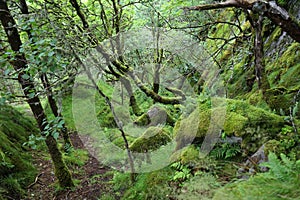 Green forest trail in Rogaland, Norway