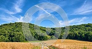 Green forest trees near a farm land with dirt road on a blue cloud sky background. Deforestation of nature landscape to