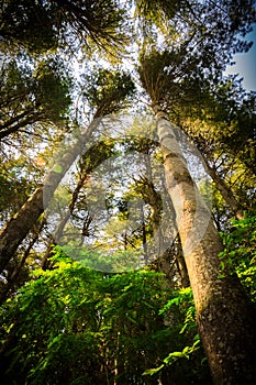 Green Forest Trees in Perspective