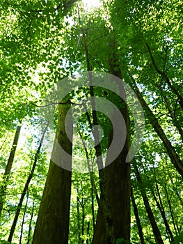 Green forest treetops