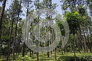 Green forest under the blue sky