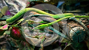 Green forest vine snake. Thelotornis for wallpaper design. Twig snakes for Wild creature banners. Slender and elongated