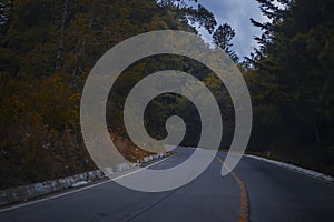 green forest with wallet