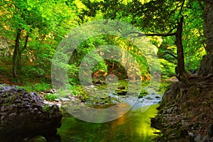 Green forest and water stream with mossy stones