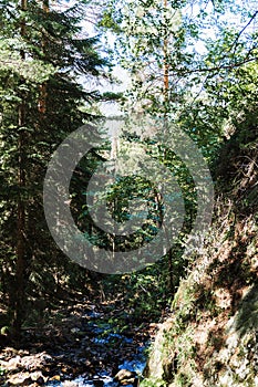 Green forest and waterfall in the North Caucasus mountains