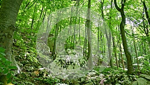 Green forest and white rocks.