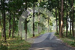 Green forest woodland nature and walkway lane path forest trees background at Jhargram, West Bengal, India. Dark forest, eco