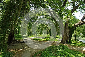 Green forestal, park in havana photo