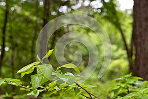 Green Forested Background with Bokeh