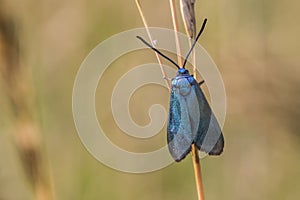 Green forester Adscita statices