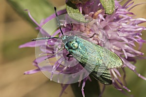 Green forester Adscita statices