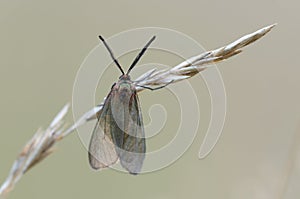 Green Forester - Adscita statices