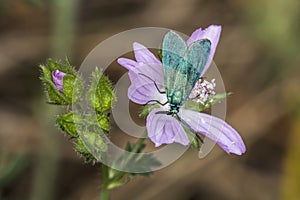 Green forester (Adscita statices) photo