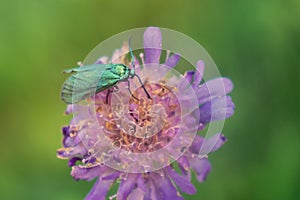 Green forester moth on lilac flower