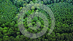 Green forests on the Swabian Alb - aerial view