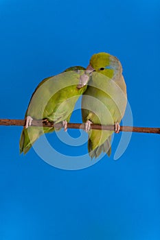 Green Forpus Coelestis