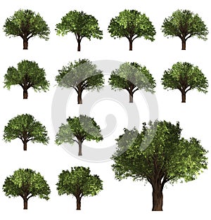 Green Forrest tree background. 3D Illustration.