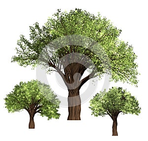 Green Forrest tree background. 3D Illustration. White background isolate.