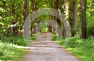 Green forrest woods background with perspective walking path road