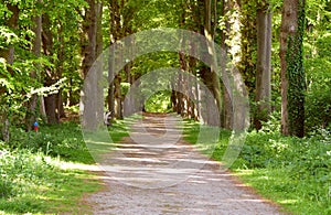 Green forrest woods background with perspective walking path road photo