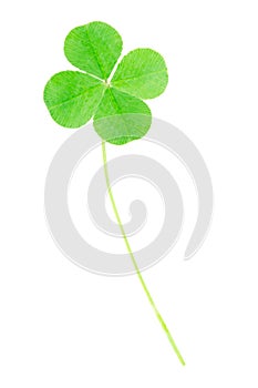 Green four leaf clover