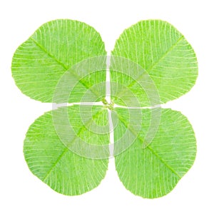 Green four leaf clover