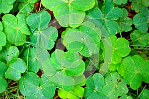 Green four-leaf clover