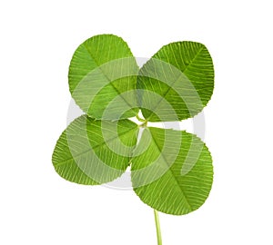 Green four-leaf clover