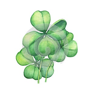 Green four leaf clover. photo