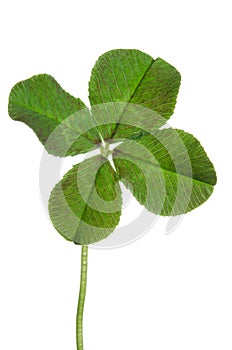 Green four-leaf clover leaf