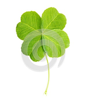 Green four-leaf clover leaf isolated