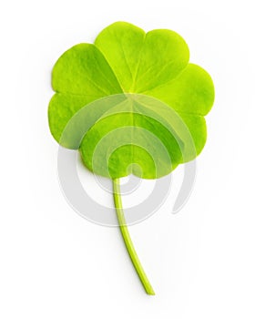 Green four-leaf clover leaf isolated