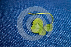 Green four leaf clover for luck