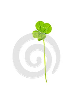 Green four leaf clover for luck