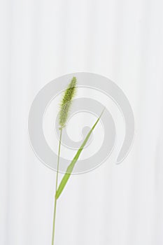Green foxtail / Background
