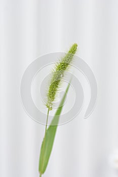 Green foxtail / Background