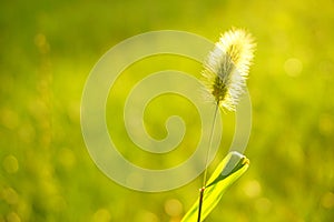 Green foxtail grass in the sunshine