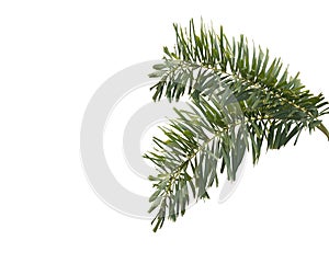 Green foxtail palm leaves tree isolated on white background
