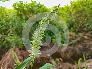 Green foxtail or wild foxtail millet, green bristlegrass (Setaria viridis) close-up