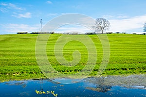 Green fram field in sringtime rolled to make stripes