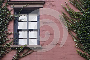 Red brick building with green ive plant growing on it`s wall with green frame window