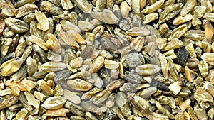 Green freekeh wheat grains close up