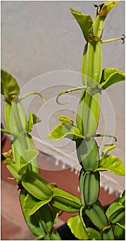 green Fresh Adamant creeper or Veldt grape plant with curly leaf with droplets of water memory power strengthens the brain nerves photo