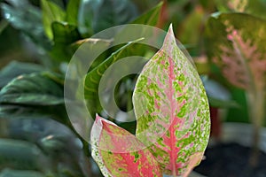 Green and fresh aglonema leafs