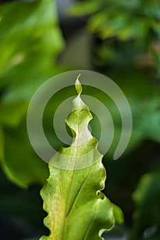 Green and fresh Anthurium Plowmanii leafs