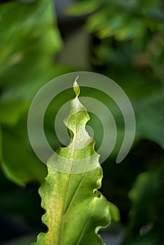 Green and fresh Anthurium Plowmanii leafs