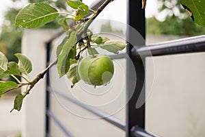 Green apples on the tree. Slovakia