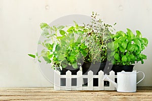 Green fresh aromatic herbs - melissa, mint, thyme, basil, parsley in pots, watering can on white and wooden background